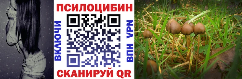 наркота omg ССЫЛКА Псилоцибиновые грибы Psilocybine cubensis Мегион